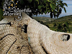 Route de Vin Montilla-Moriles - Espagnol